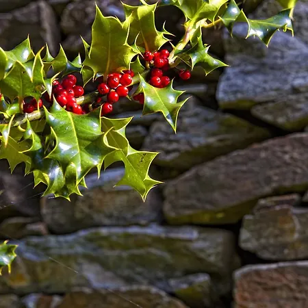 La Era De Somao Dom wakacyjny